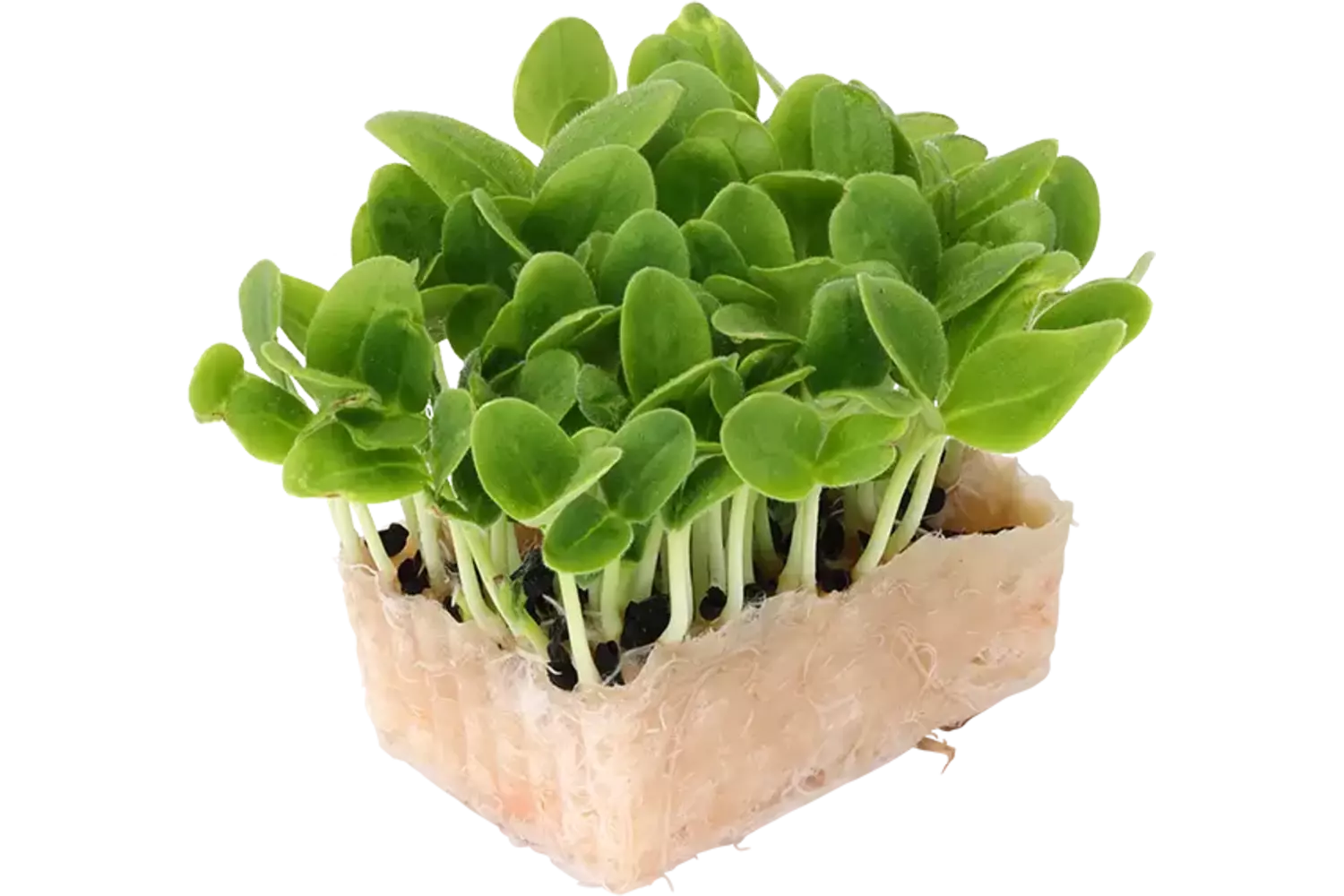 Borage cress single stuk